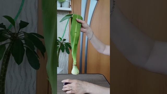 Отбросить Копыто??Поставить на марганцовку ???Что это означает?Узнаем из видео! смотреть онлайн