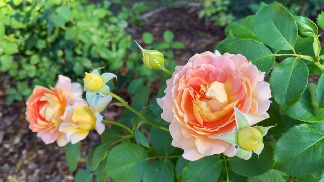 Grandiflora Rose - Fun in the Sun (1st year - 1st flush) смотреть онлайн
