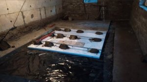 Теплый Пол для Свиней. пенопласт, клиенка+бетон.