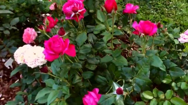 Розы первогодки в июле 2021 - часть 7 | Haidi Klum Gravity Shukrani Mayra'a White Capability Browni смотреть онлайн