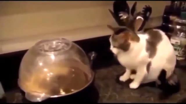 Пугливые коты смотреть онлайн