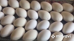 Как правильно уложить Яйцо в решётку инкубатора ОВО-78/Укладка Яиц Елочкой без повреждений