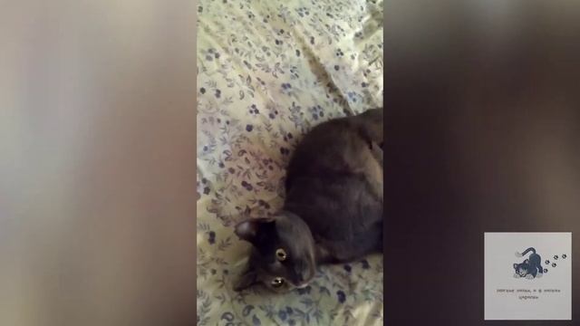 В Тихом омуте черти водятся!!! || Still waters run deep!!! смотреть онлайн