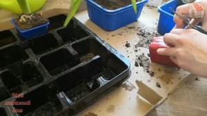 Пересадка ГИАЦИНТОВ после цветения и дальнейший уход. Подготовка луковиц к следующему цветению.