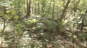 Сеем грибы на даче. Дневник грибника 10 июня 2017 г. Часть 1.