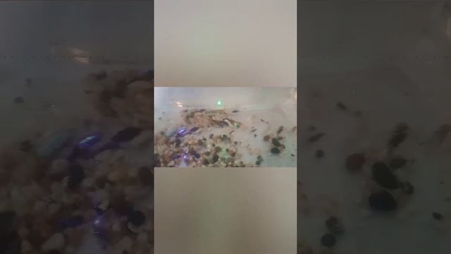 Создание мини разводни гуппи смотреть онлайн