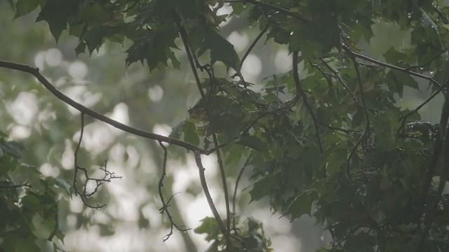 Расслабляющая музыка. Целебная музыка. Музыка для сна. Спокойная фортепианная музыка. смотреть онлайн