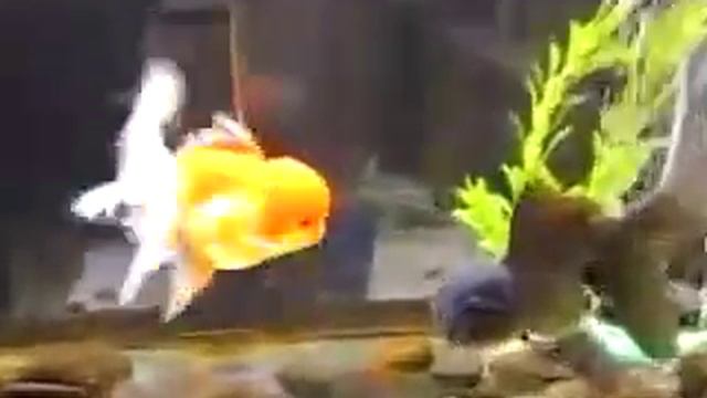 Goldfish Types: Ranchu and Oranda смотреть онлайн