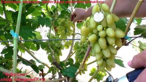 Виноград ПРИНЦЕССА АВГУСТА  раннего срока, с желтыми ягодами (Пузенко Наталья Лариасовна)