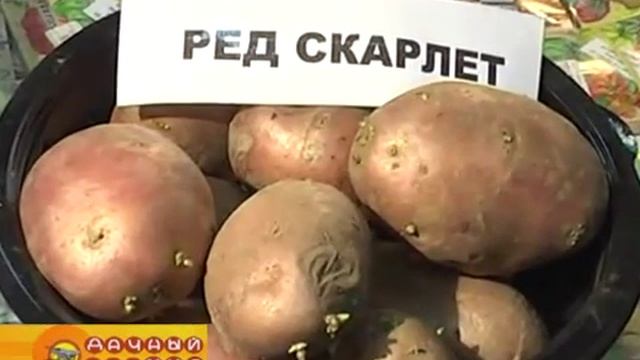 Лучшие сорта семенного картофеля для нашего региона смотреть онлайн
