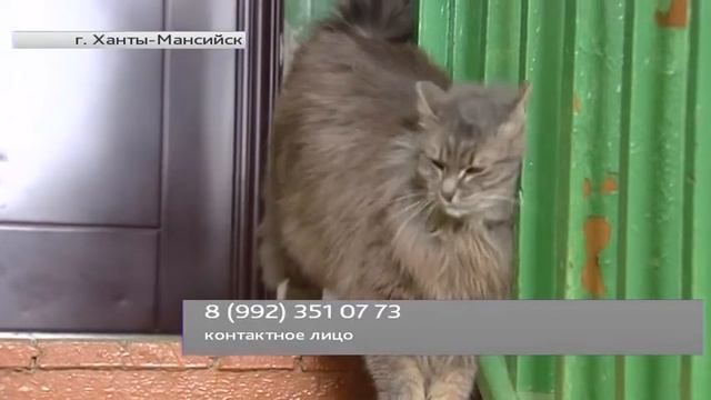 В поисках дома невероятно пушистая и ласковая кошка смотреть онлайн