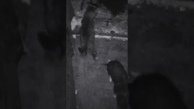 Как Собака Котику Массаж Спины Делает! Лайфхак ? 2022 #shorts смотреть онлайн