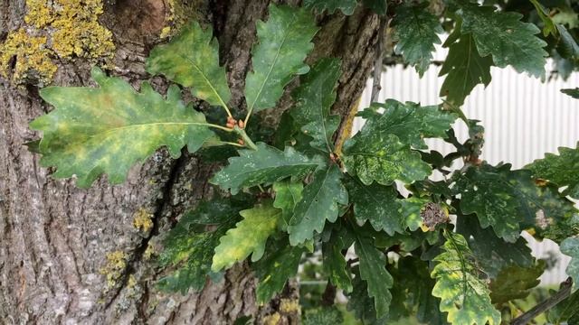 Sessile oak (Quercus petraea) - leaves - September 2017 смотреть онлайн