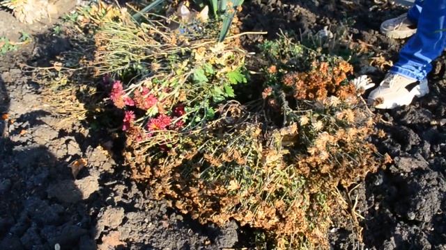 Укрываем хризантему на зиму. Как зимует моя мультифлора. смотреть онлайн