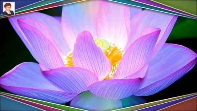 КОГДА ЦВЕТЕТ ЛОТОС (LOTUS FLOWERS)