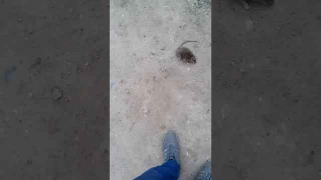 Крыса выбралась из клетки смотреть онлайн