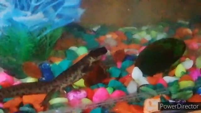 Делаем террариум для Тритона смотреть онлайн