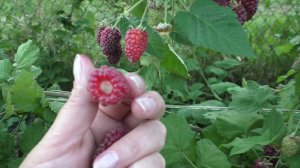 ЛОГАНБЕРРИ бесшипный сорт ежемалины.