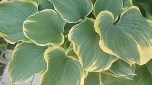 не дайте обмануть себя, покупая хосту ЛИБЕРТИ  (Liberty)