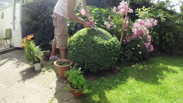 60 sec box ball trim (Buxus Sempervirens) смотреть онлайн