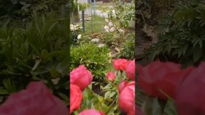 Моя роза Пиано цветет