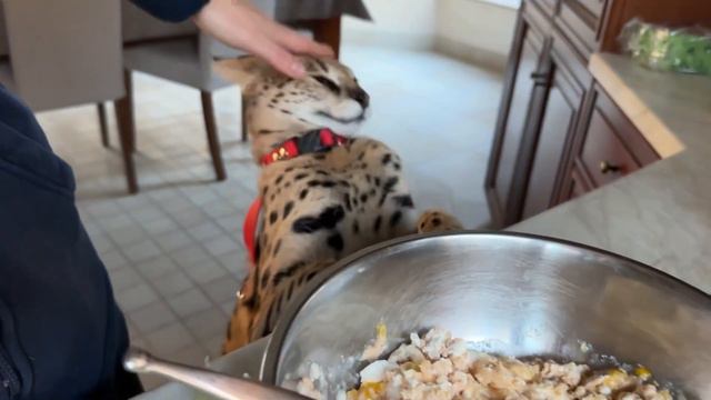 Домашний сервал мяукает разговаривает 😹 serval meow serval song смотреть онлайн