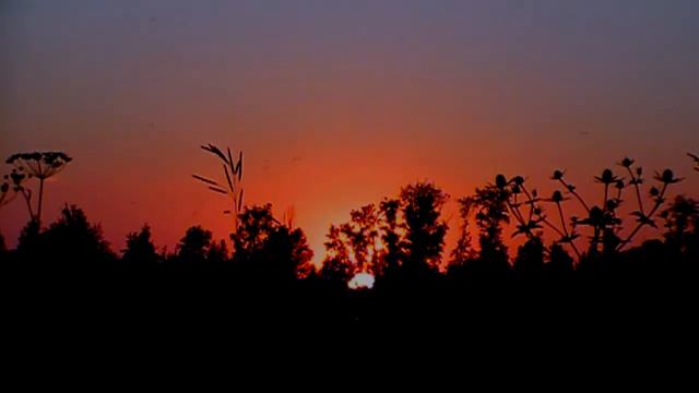 Waldorf Microwave смотреть онлайн