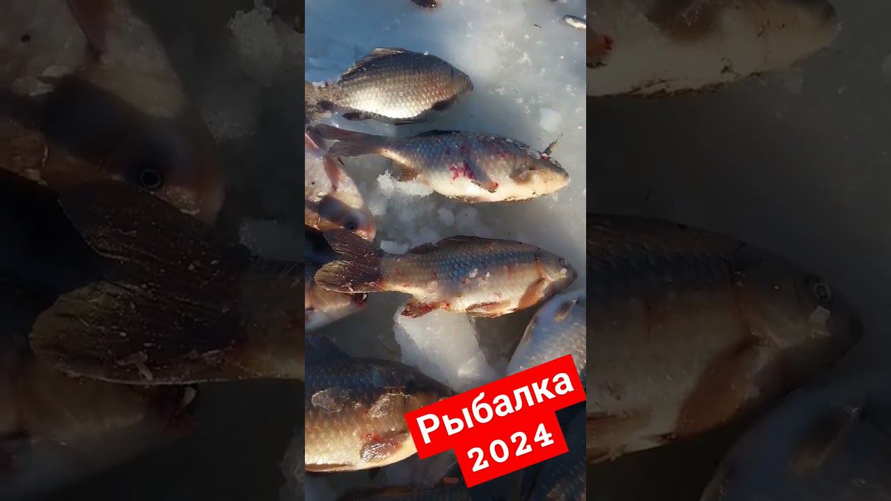 как правильно ловить карася смотреть онлайн