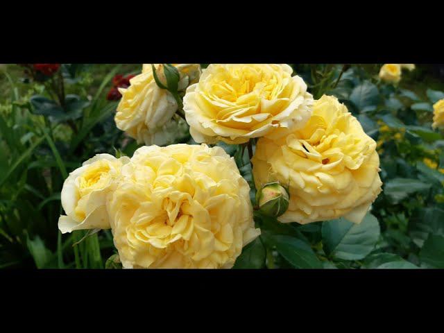 Лимон Помпон смотреть онлайн