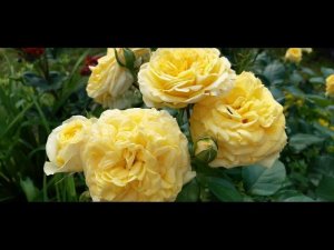 Лимон Помпон