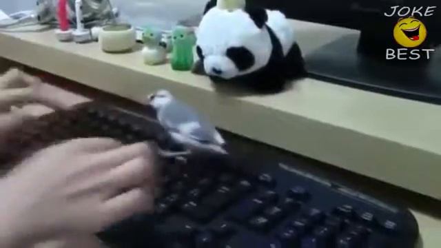 покемон смешно видео про животных кошки собаки слоны мышки смешное видео