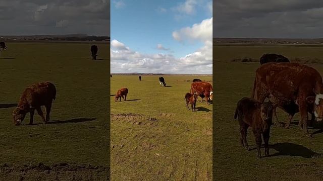 корова калмыцкой породы с теленком. смотреть онлайн