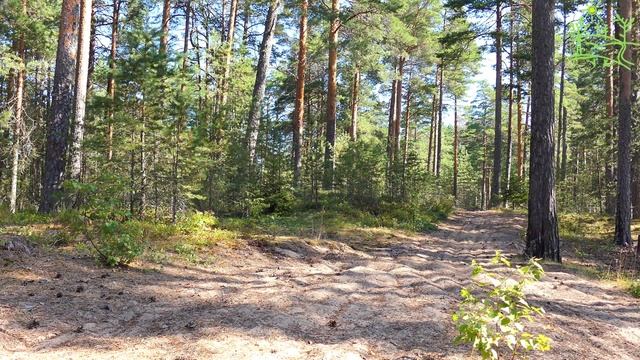 3 часа Песчаный лес Сосновый бор 4К Умиротворяющее пение птиц Для глубокого сна Для расслабления.mp4 смотреть онлайн