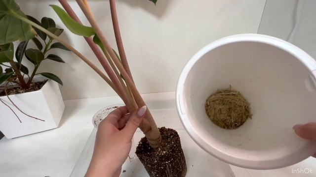 Алоказия, которая выросла неожиданно большого размера ￼/ #алоказия