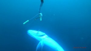 Авангард рыбалка на минтай 2023 подводные съемки