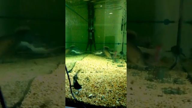 Краснохвостый сом/фрактоцефалус в аквариуме/кормление смотреть онлайн