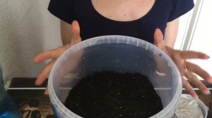 Посадка проросшего семени томата. Какой грунт использовать для посадки?