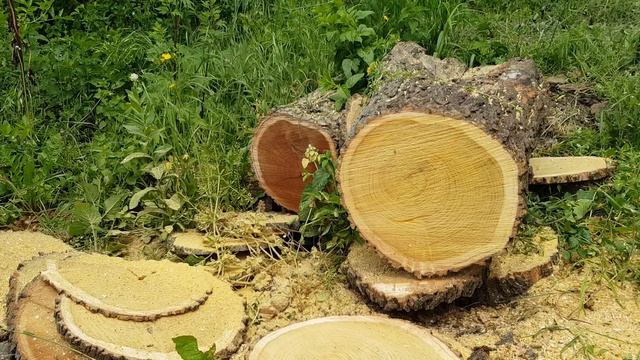 Stihl ms440 vs Husqvarna 372xpg oe смотреть онлайн