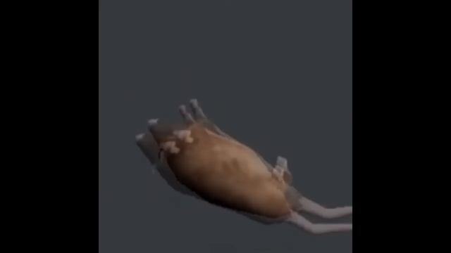 Rat Rotates For 1 Hour While Free Bird By Lynyrd Skynyrd Plays In The Background