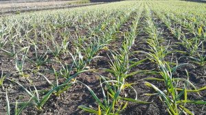 Чем кормить и обработать чеснок в апреле по листу