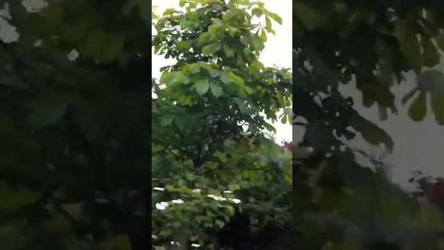 Снимаем видео с iPhone4 смотреть онлайн