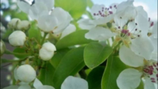 Мои цветы/Мои фото/My flowers/My Fotos смотреть онлайн