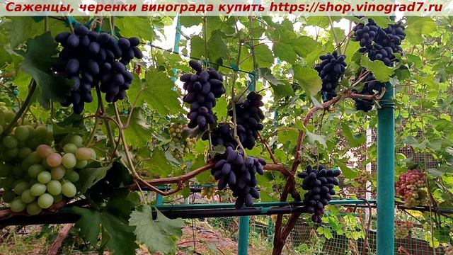 ВЕРНИСАЖ смотреть онлайн