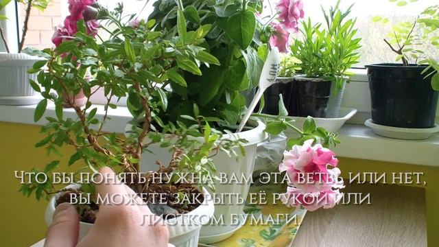 ФОРМИРОВАНИЕ КОМНАТНОГО ГРАНАТА | БОНСАЙ ИЗ ГРАНАТА смотреть онлайн