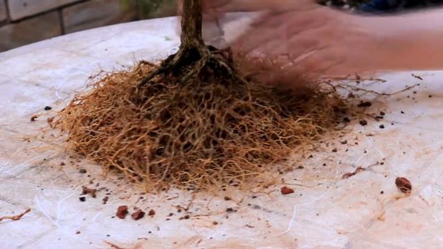 BUXUS SEMPERVIRENS - PLANTA PAROU DE BROTAR - TROCA DO SUBSTRATO - PODA DE RAÍZES - AYKA BONSAI смотреть онлайн