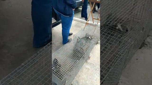 Виставка голубів Львів Нижній Шувар смотреть онлайн