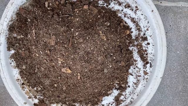 Soil Mix Trial for African Violet смотреть онлайн