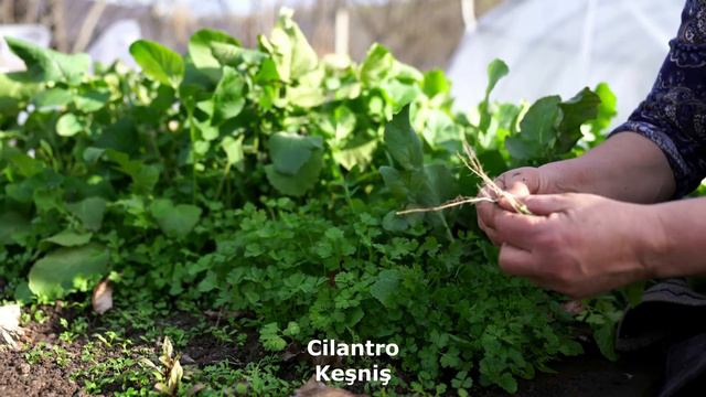 Winter Firewood Preparing and Cooking Trout Fish смотреть онлайн