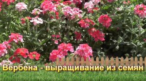 Вербена - выращивание из семян