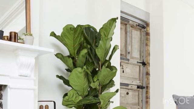 Лирата #уход# полив#ватани. смотреть онлайн